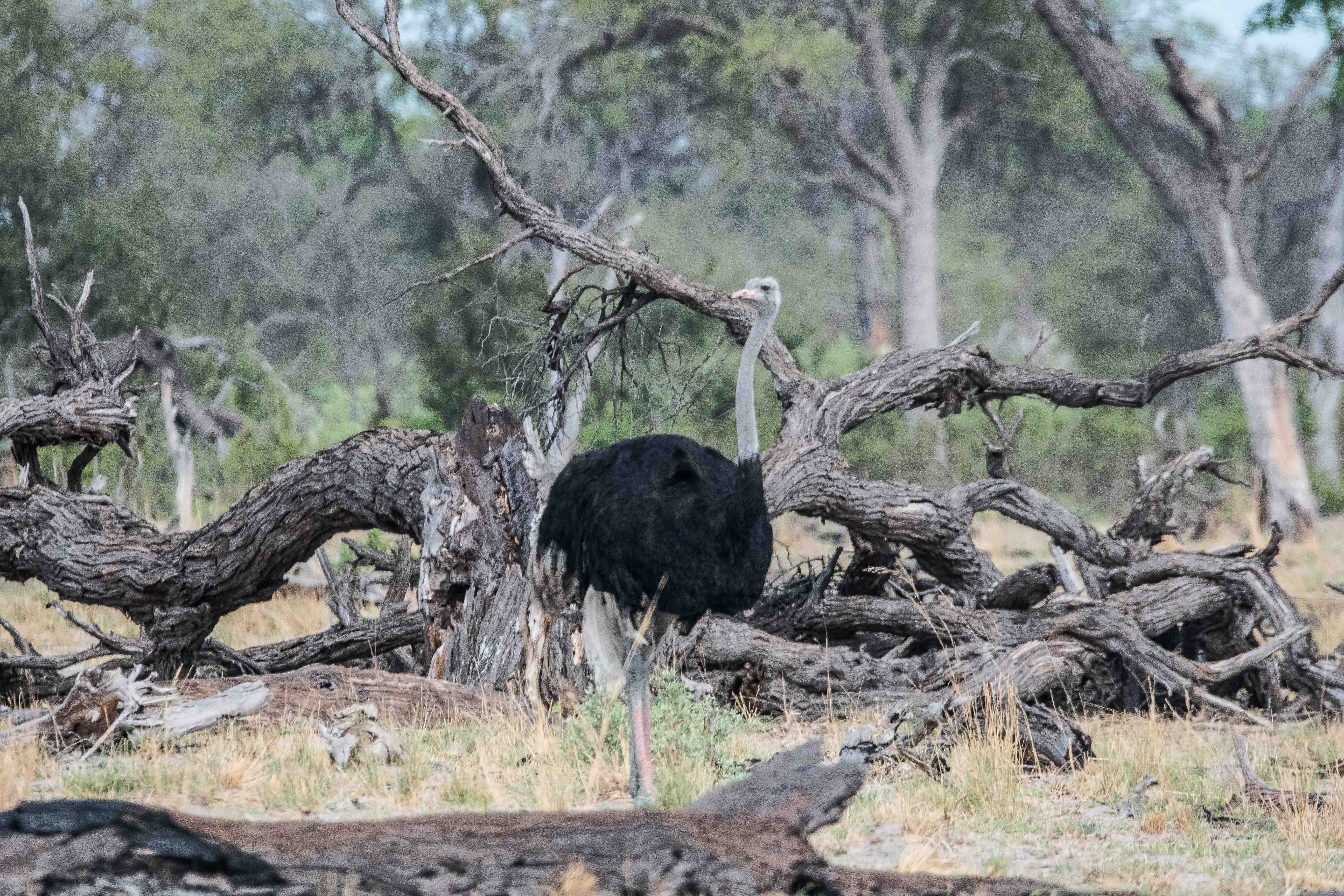 Autruche d'Afrique (Common Ostrich, Struthio camelus ssp australis), mâle adulte internuptial dans un milieu boisé ouvert, Kwando, Delta de l'Okavango, Botswana.